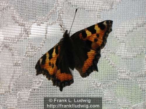 Copper Butterfly